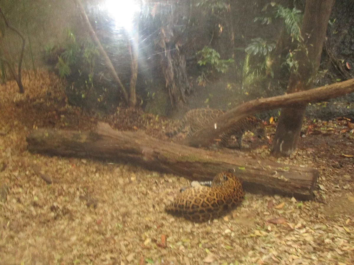 Africam Safari