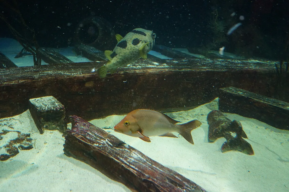 Great Lakes Aquarium