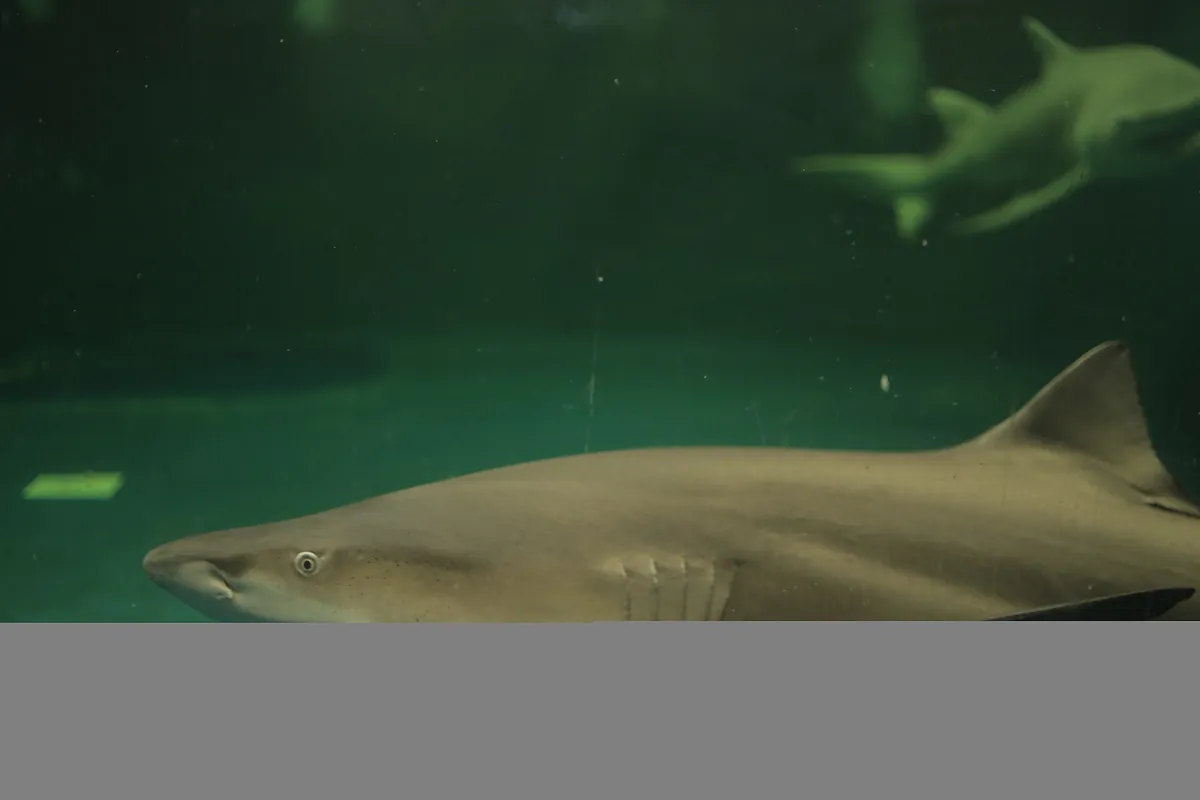 National Marine Aquarium