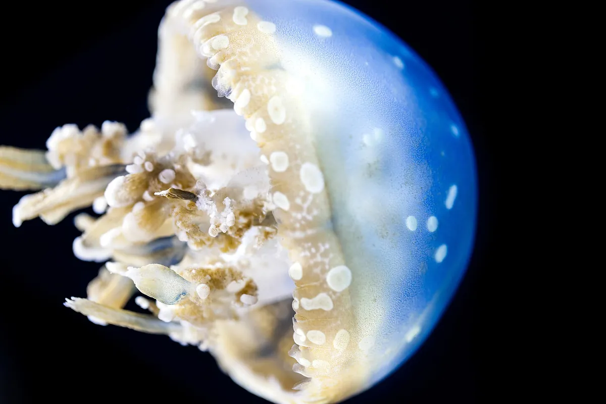 Monterey Bay Aquarium