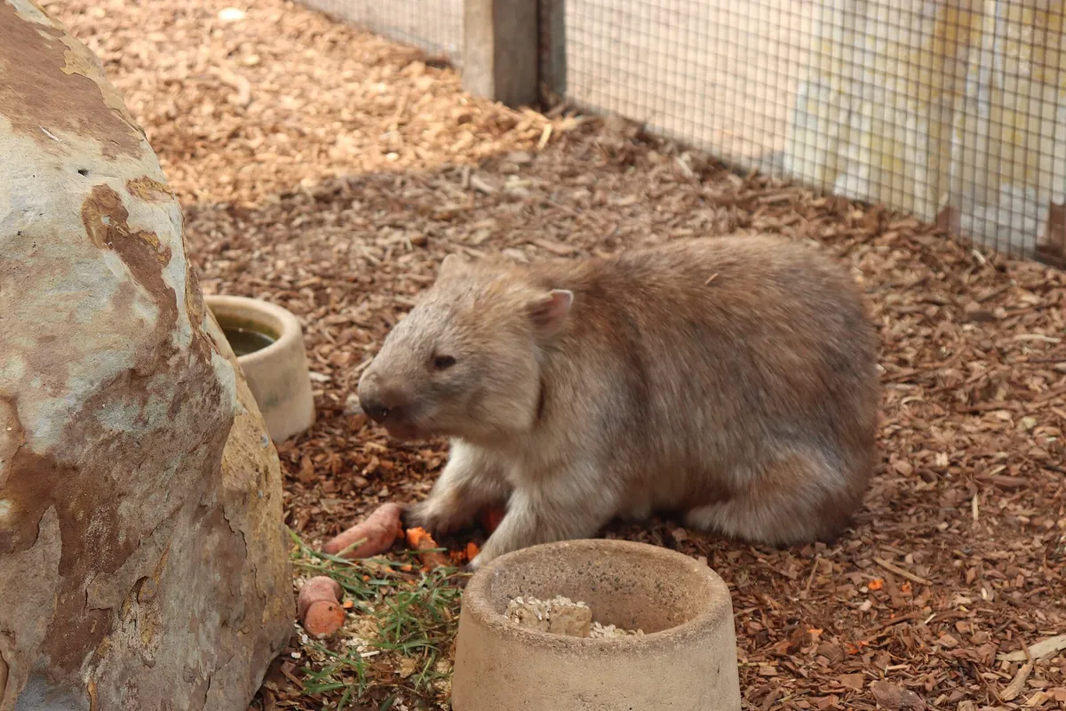 Hunter Valley Wildlife Park