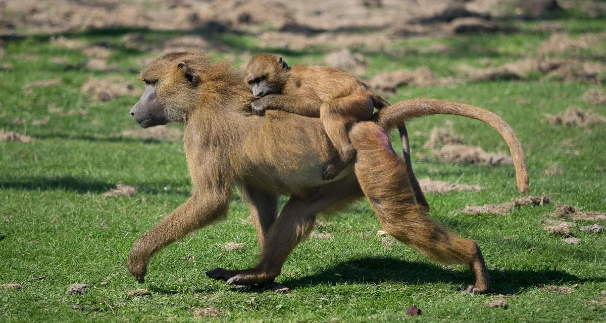 Port Lympne Wild Animal Park