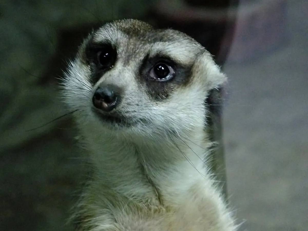 Korea Central Zoo