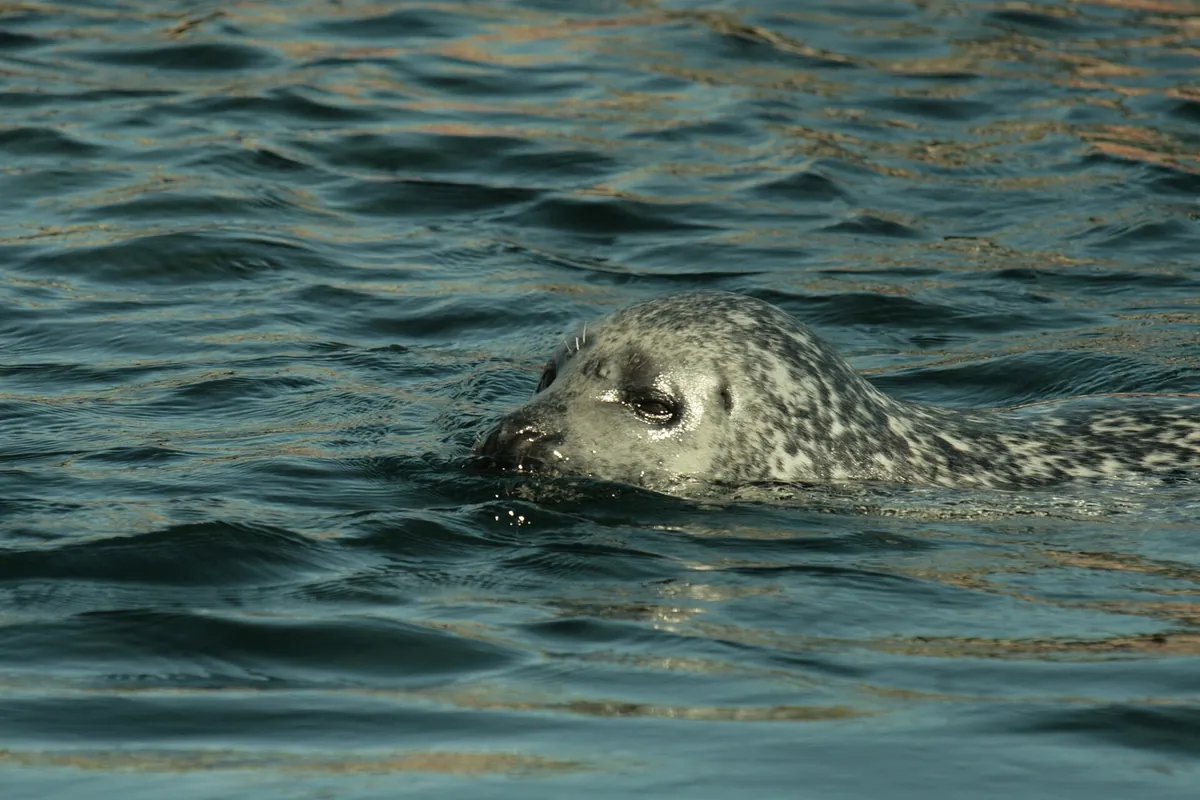 Nordsøen Oceanarium
