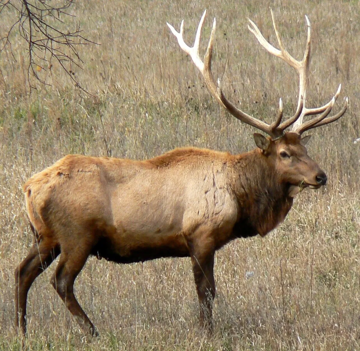 Lee G. Simmons Wildlife Safari Park