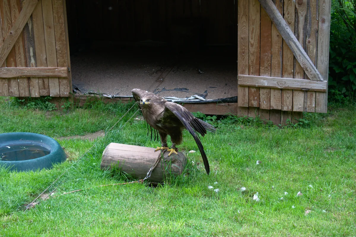Greifvogelpark Saarburg