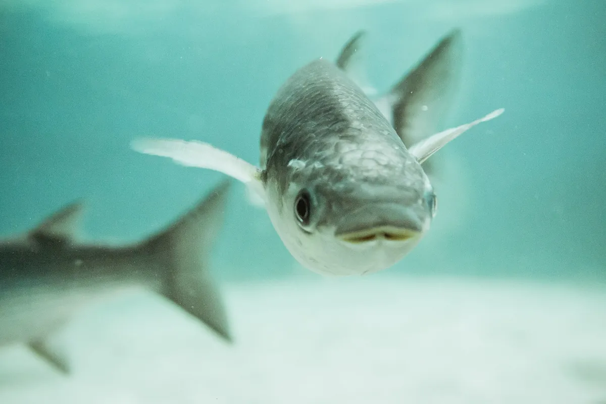 Aquarium Pula