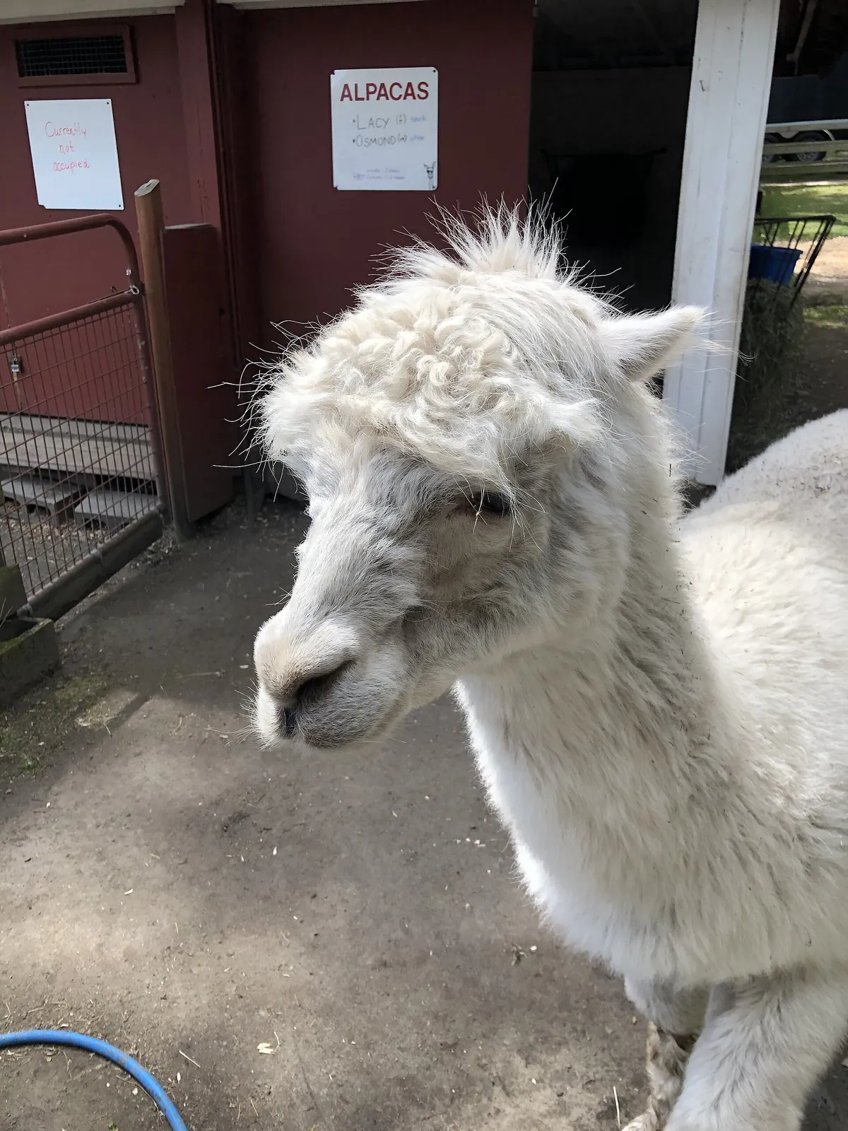 Beacon Hill Children's Farm