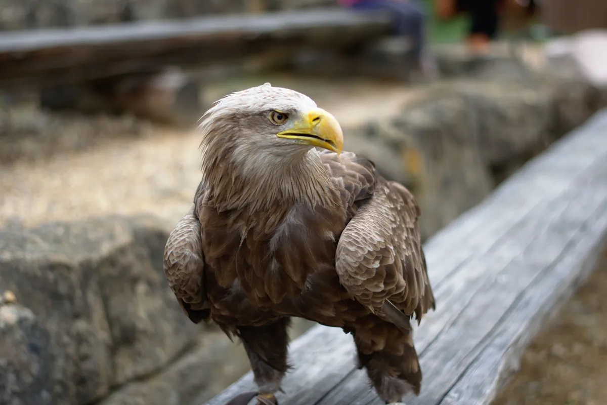 Zoofalknerei Neunkirchen