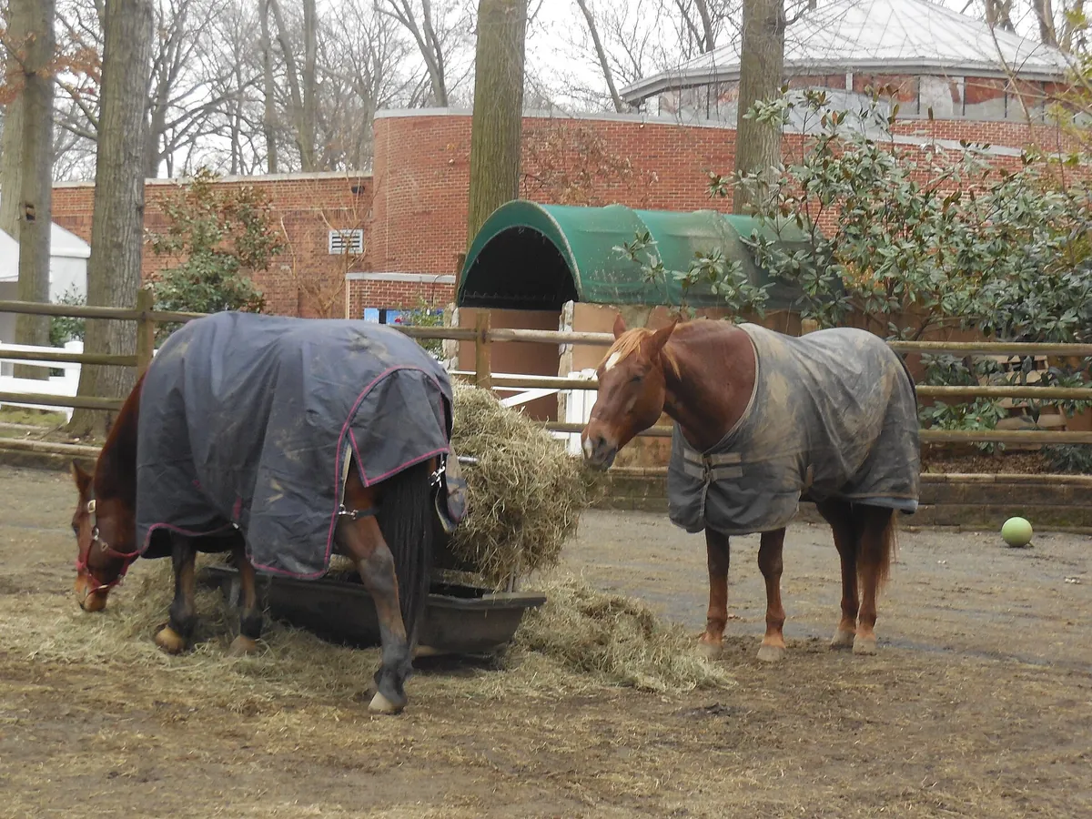 Queens Zoo