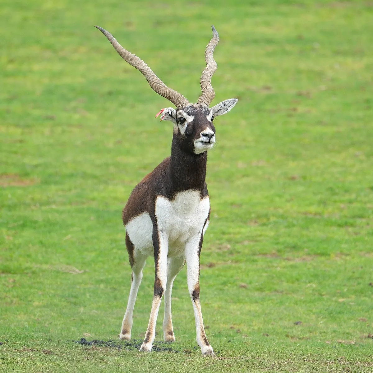 Hamilton Zoo