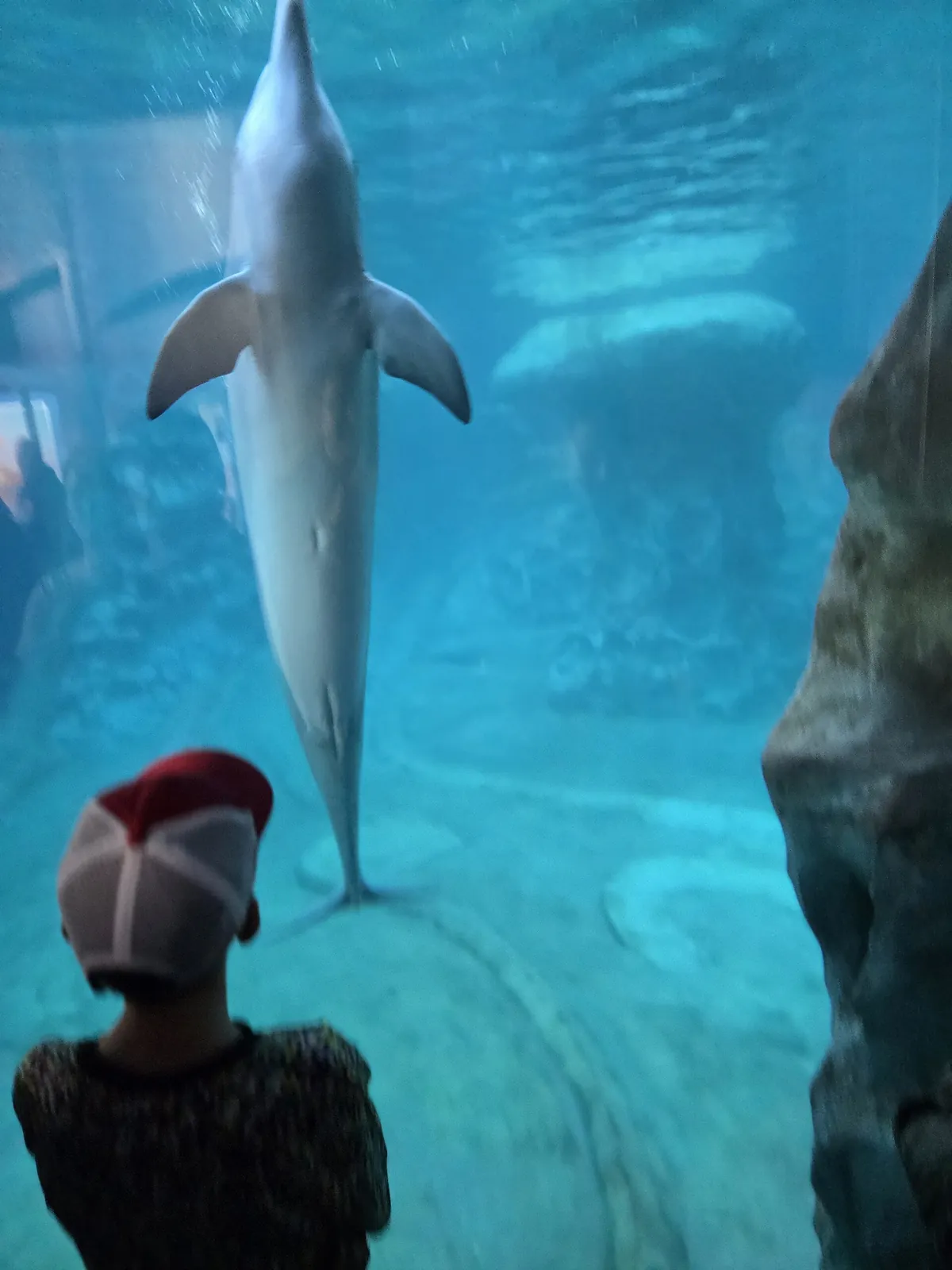 Georgia Aquarium