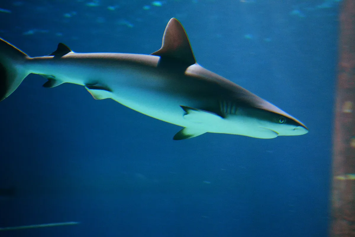 Sea Life İstanbul