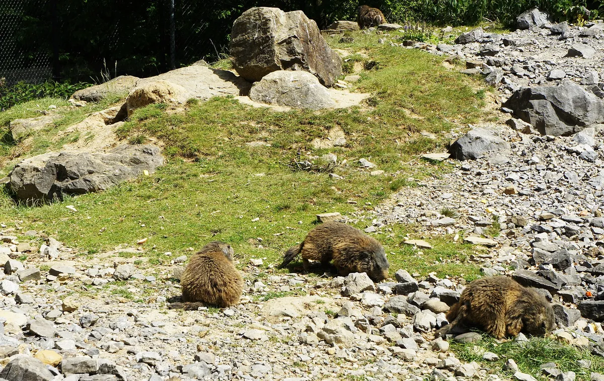 Wildpark Peter und Paul