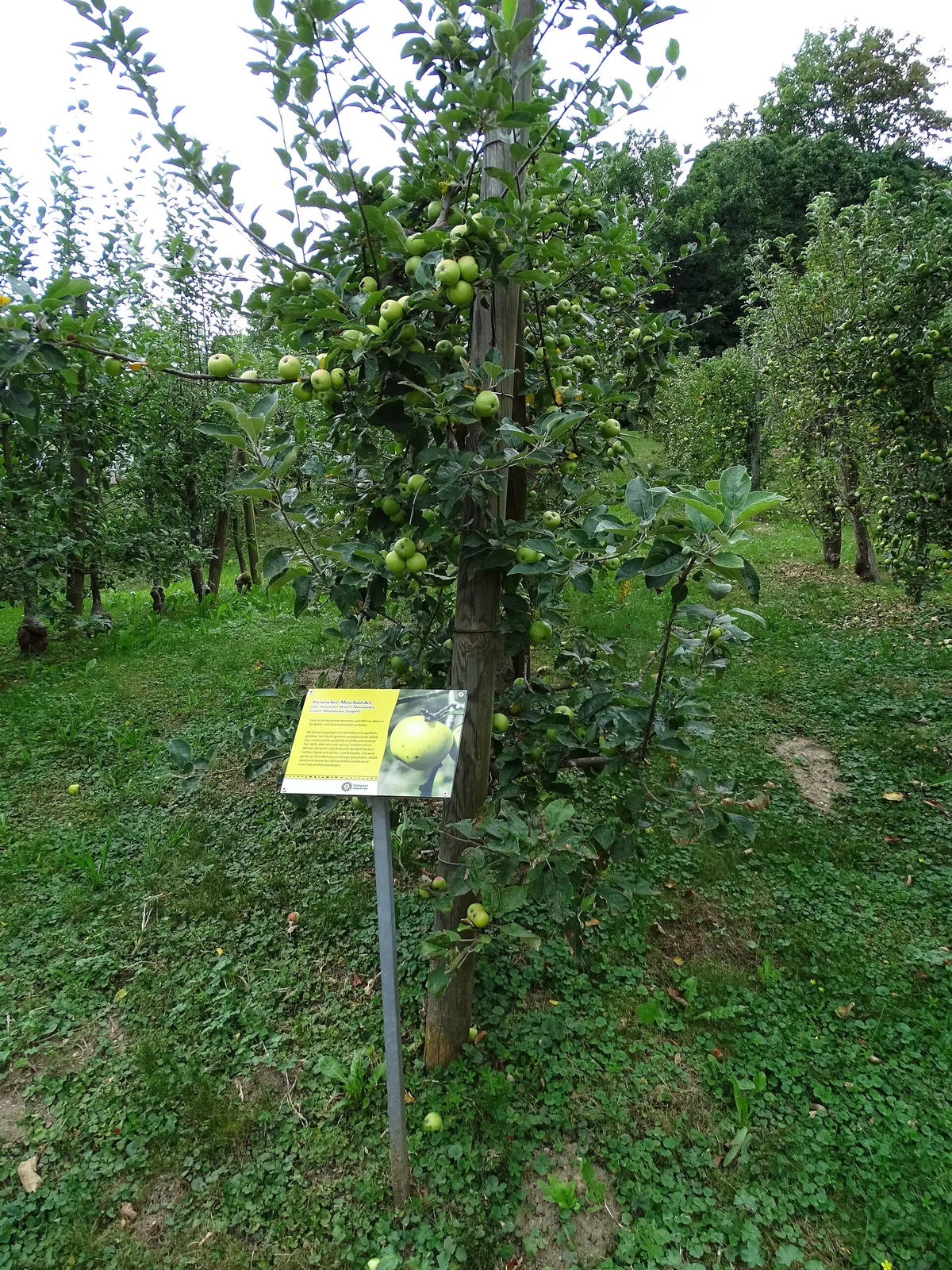 Tierwelt Herberstein
