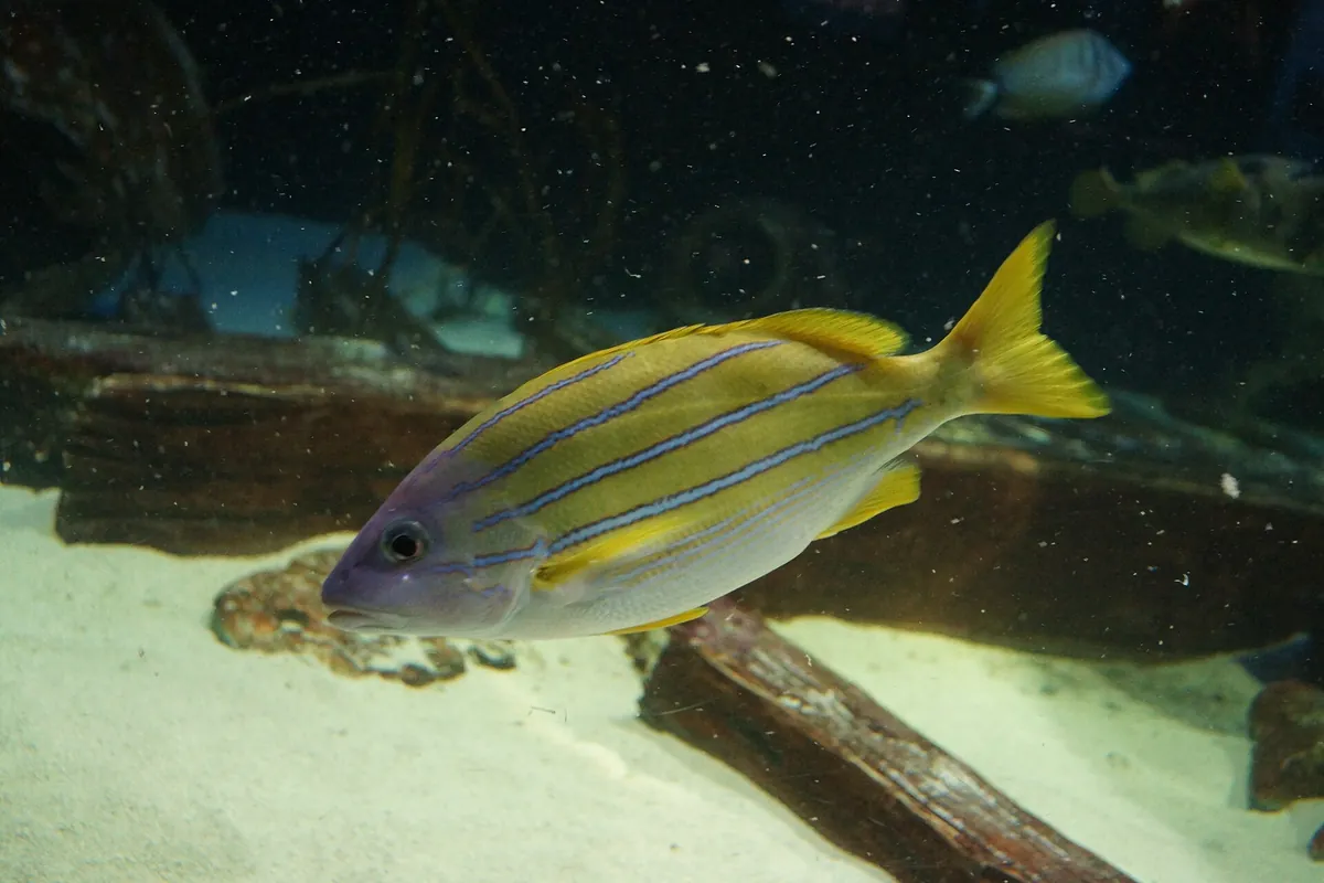 Great Lakes Aquarium