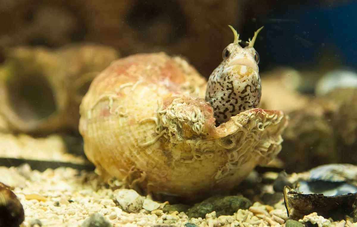 Galway Atlantaquaria