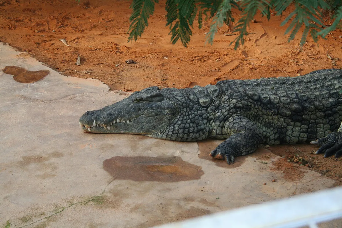La Ferme aux crocodiles
