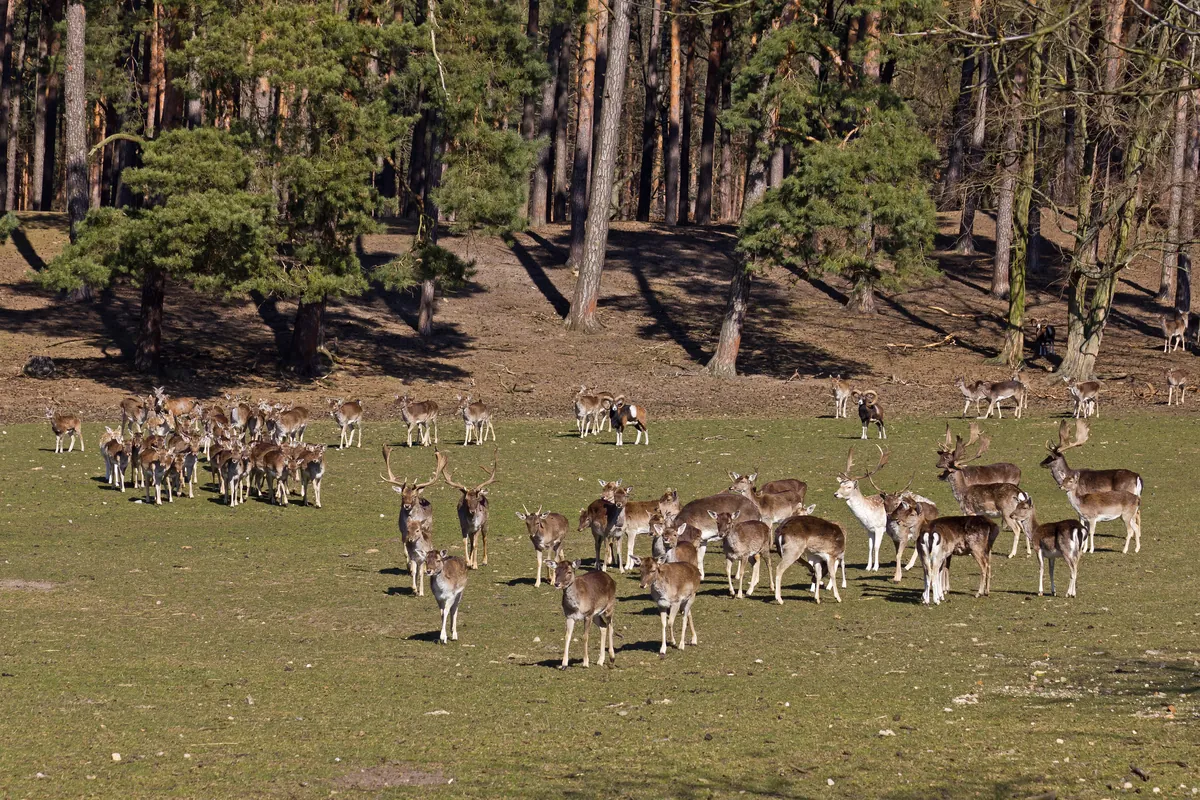Johannismühle wildlife park