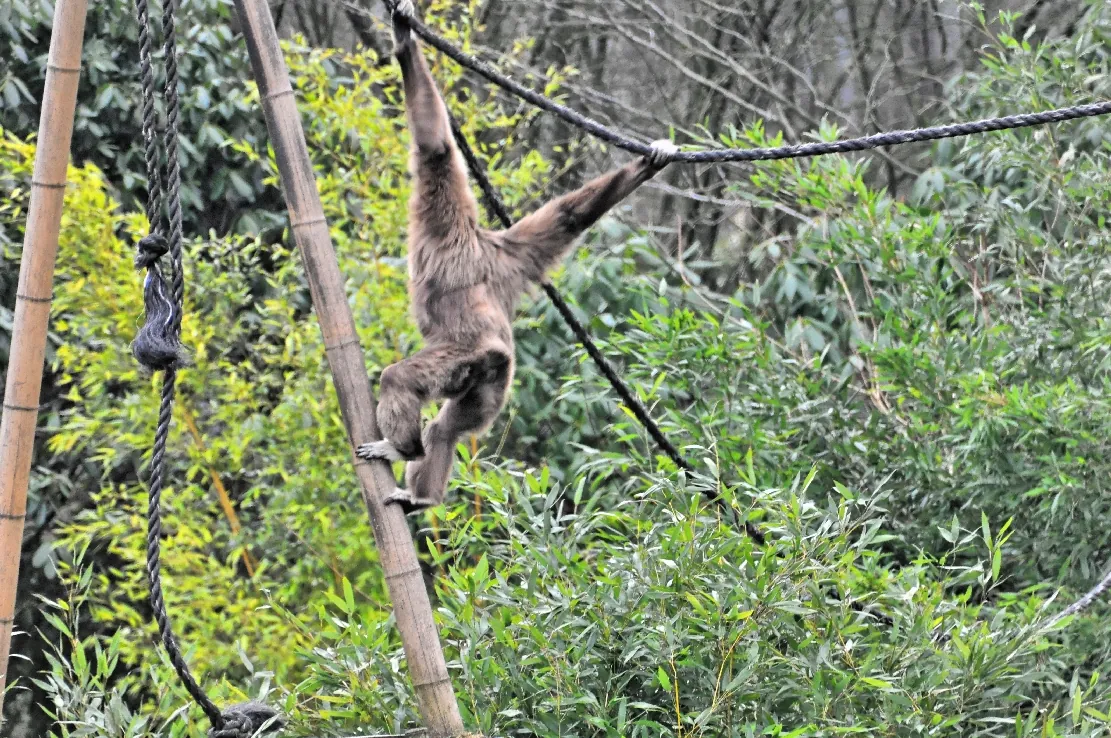 Wingster Waldzoo