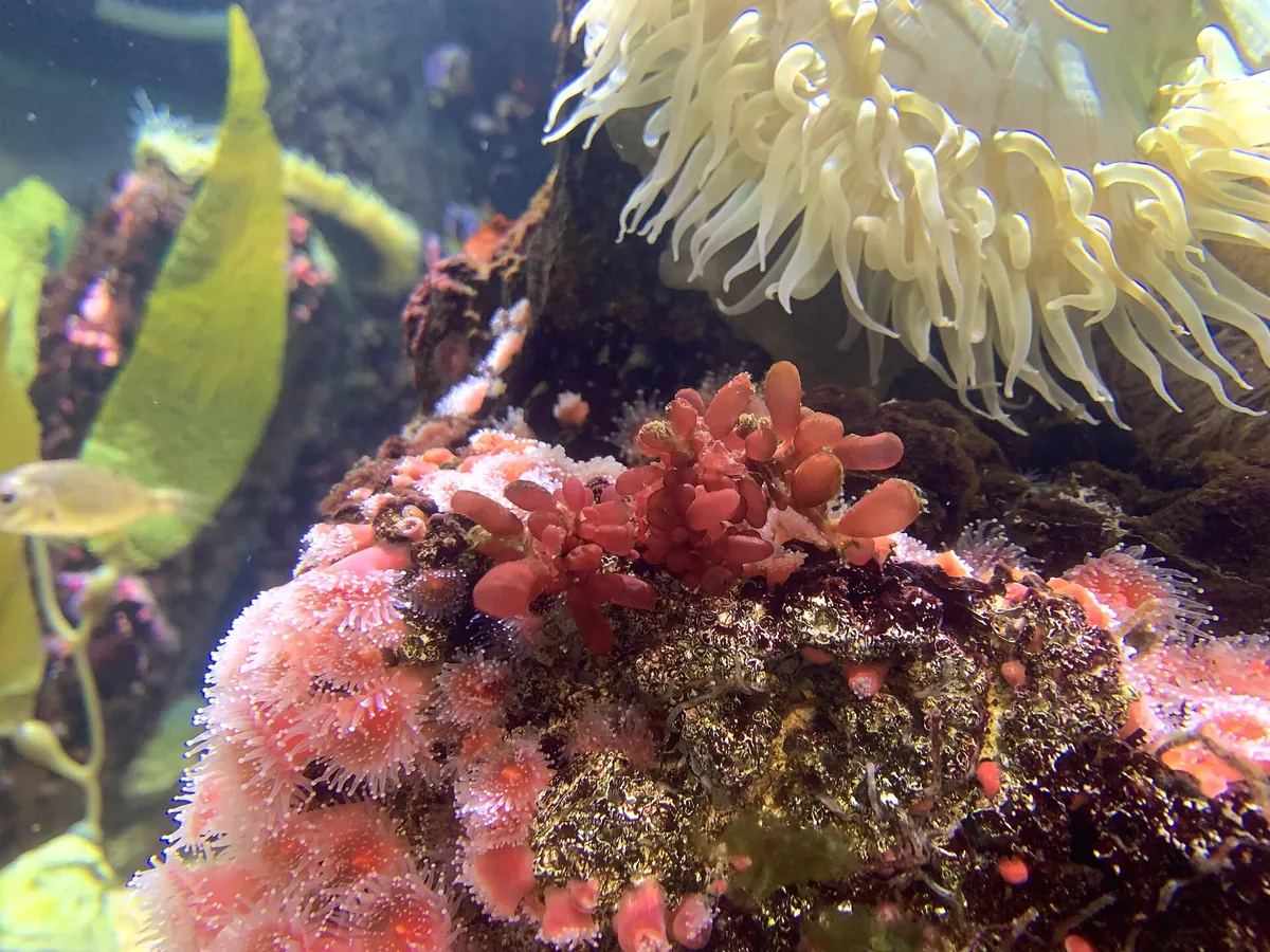 Aquarium of the Bay