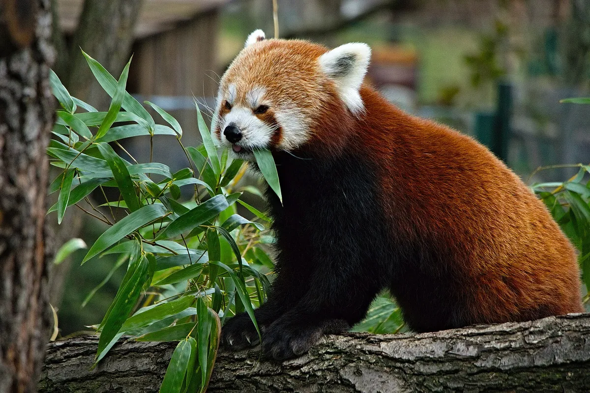 Bratislava Zoo
