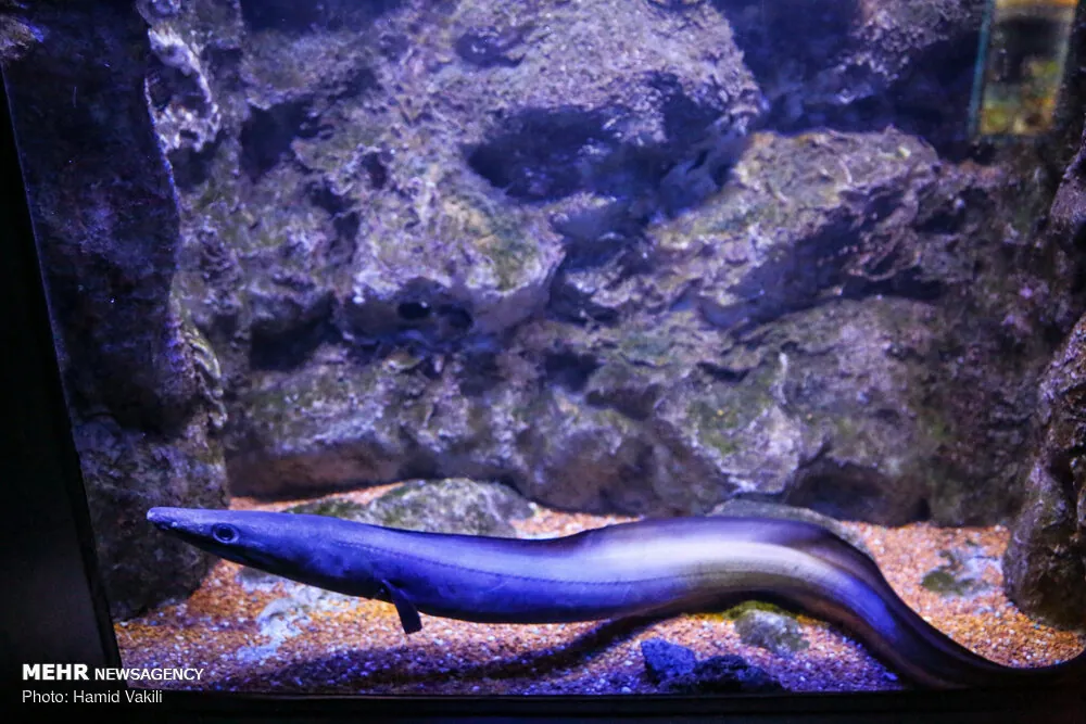 Isfahan Aquarium
