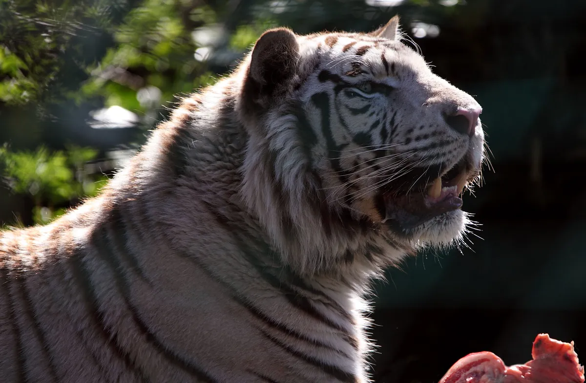 Hertfordshire Zoo