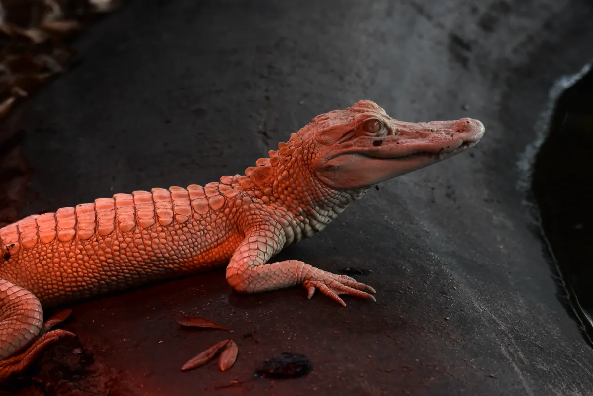 St. Augustine Alligator Farm
