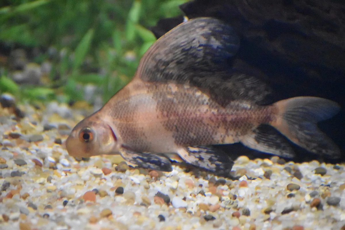Greater Cleveland Aquarium