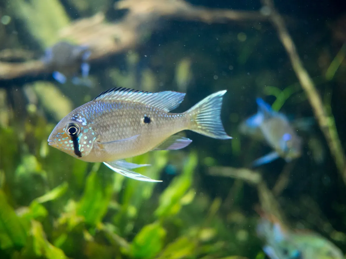 Newport Aquarium