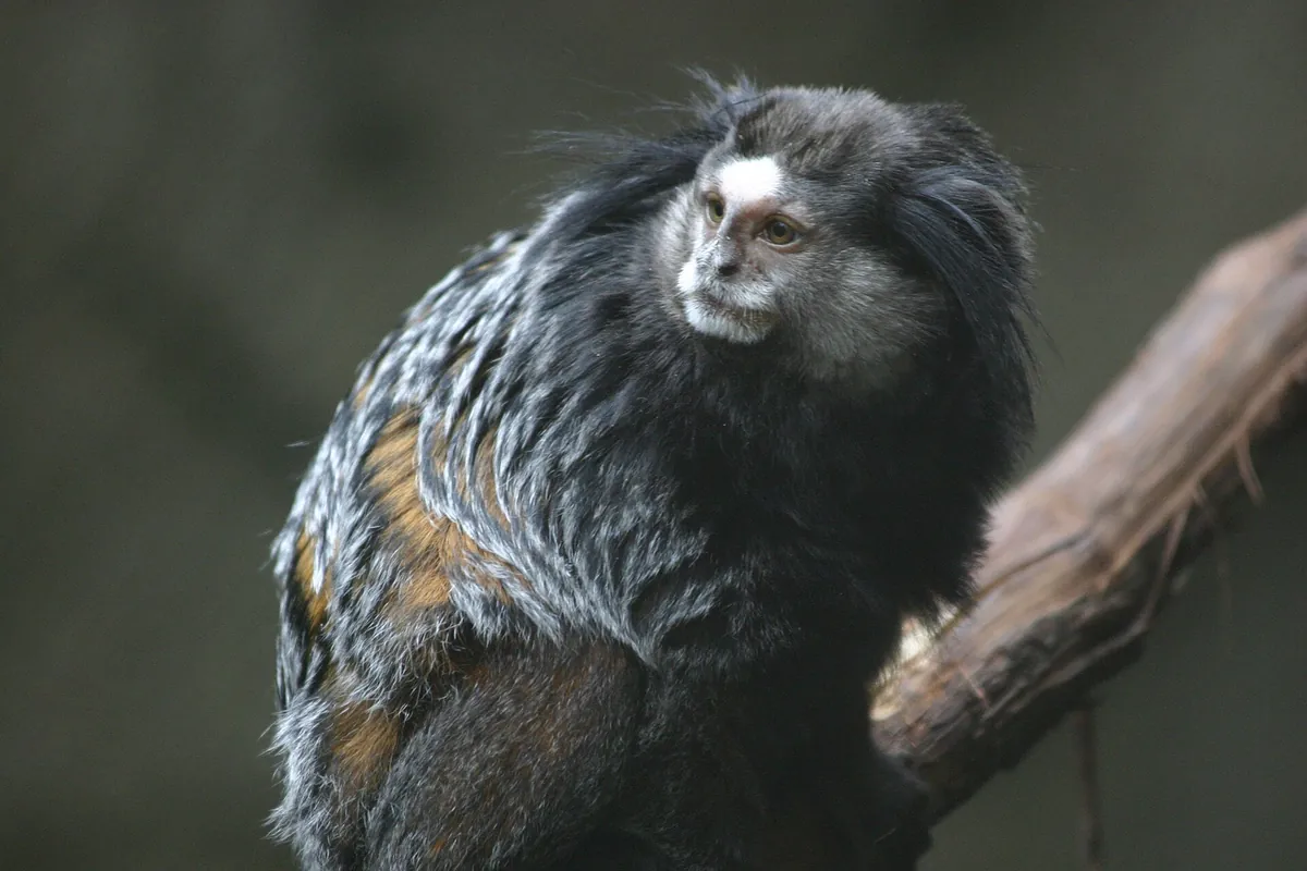 Blank Park Zoo