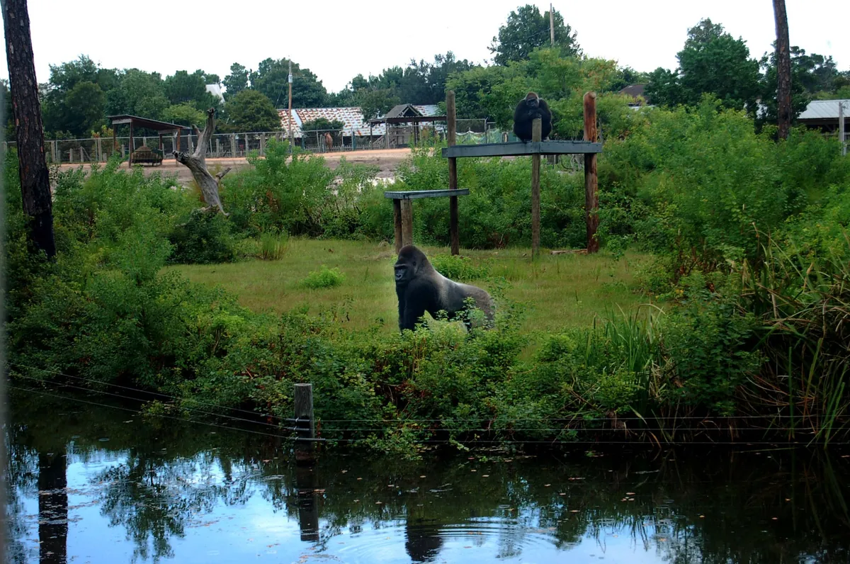 Gulf Breeze Zoo