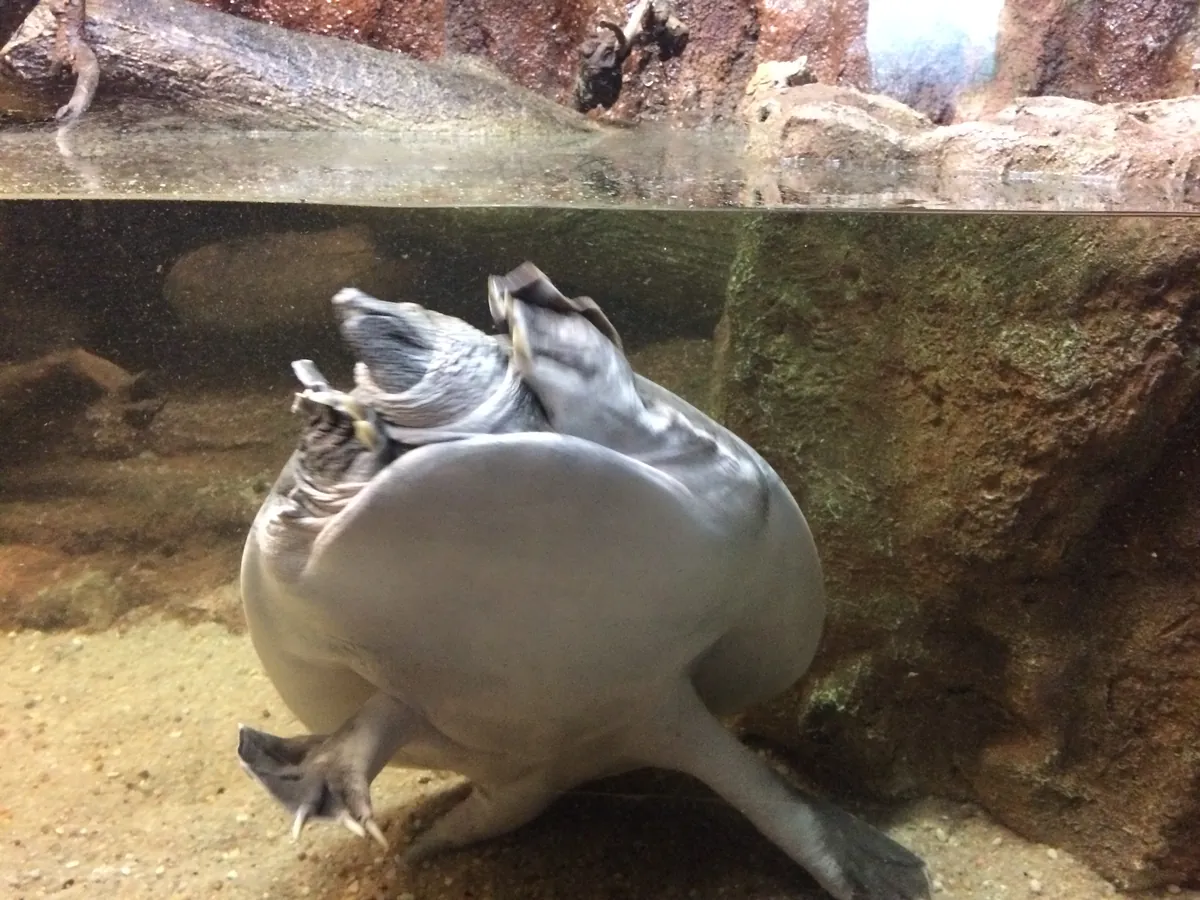 Aquarium River of Zaragoza