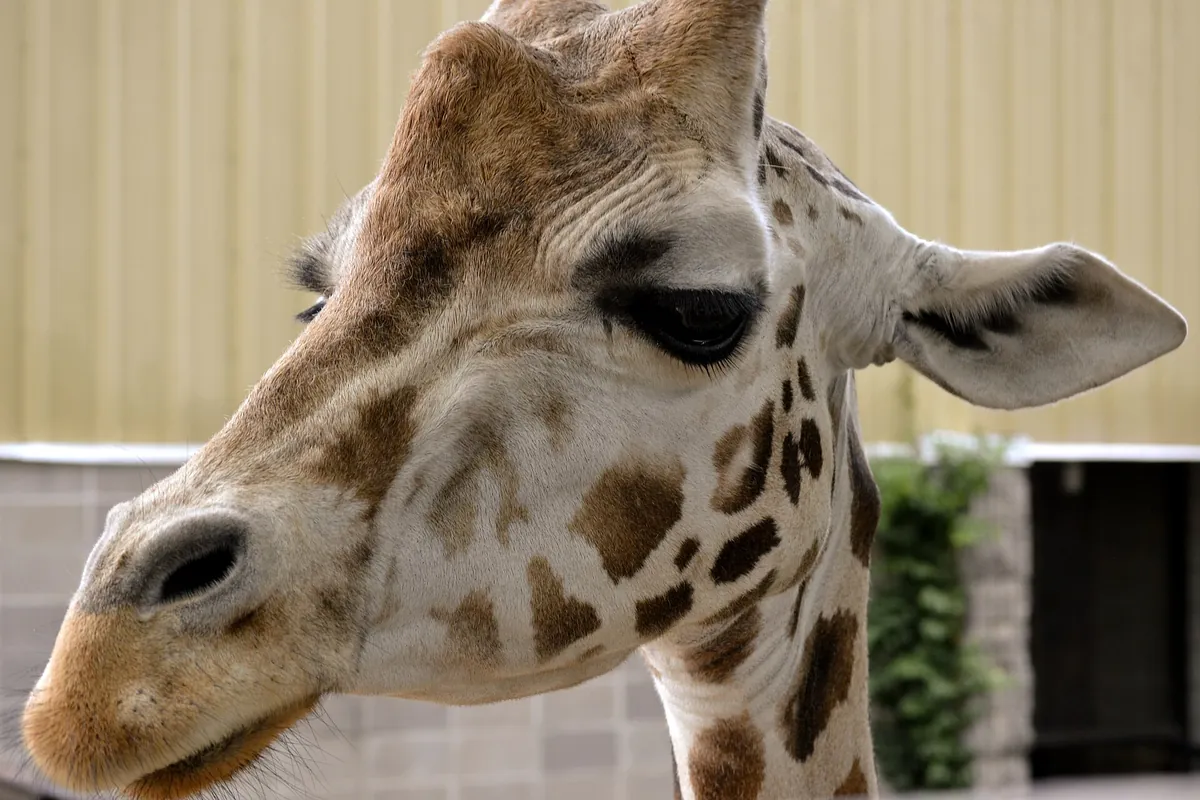 Dickerson Park Zoo