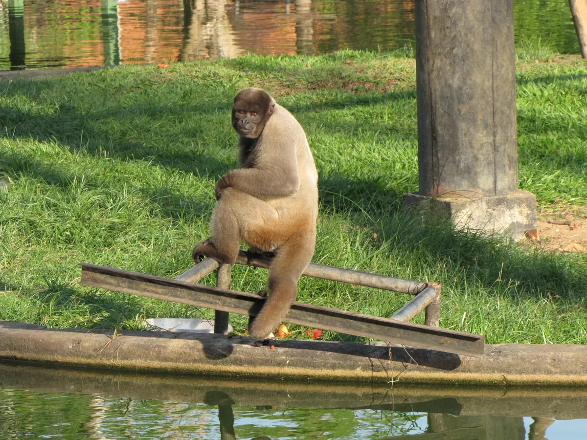 Zoológico do CIGS