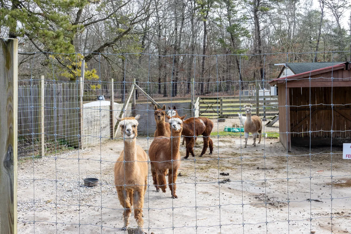Long Island Game Farm