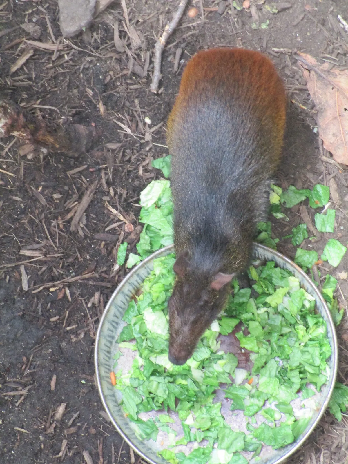 Henry Vilas Zoo