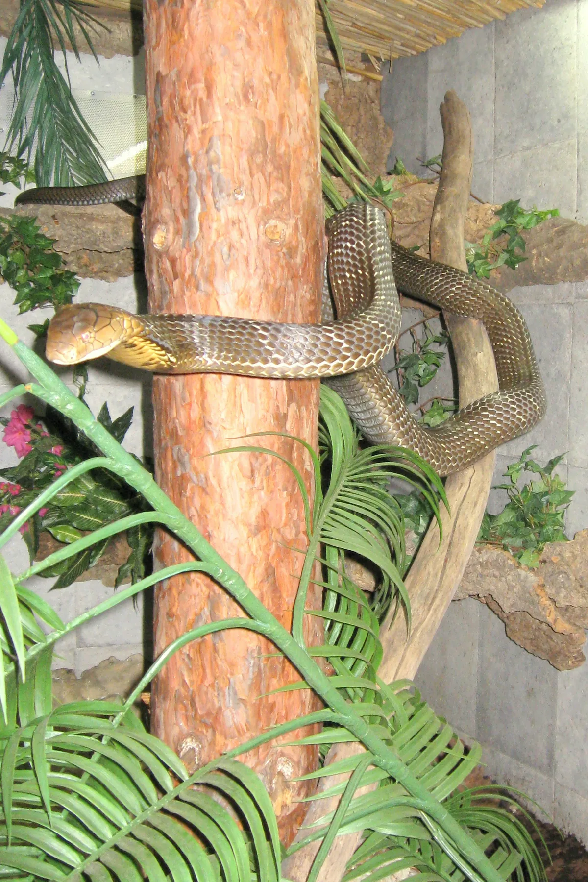 TerraZoo Sontra