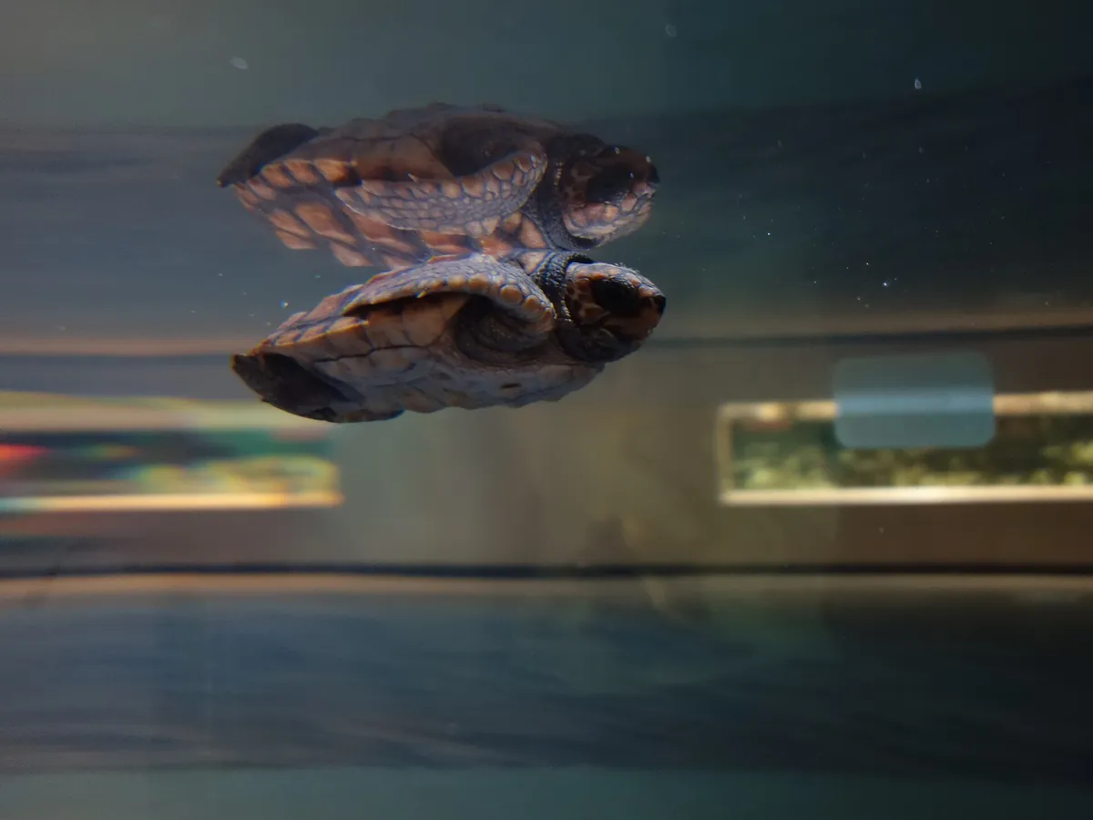 North Carolina Aquarium at Fort Fisher