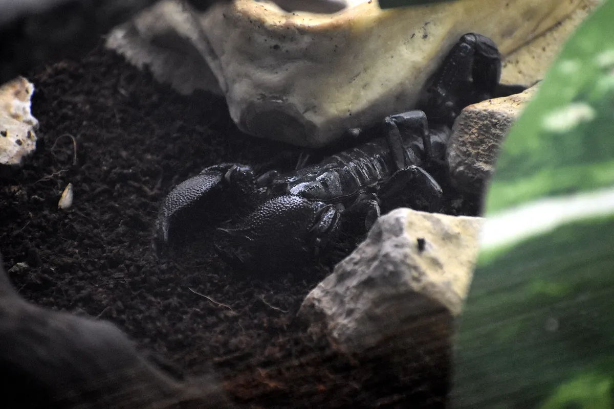 Reptiland