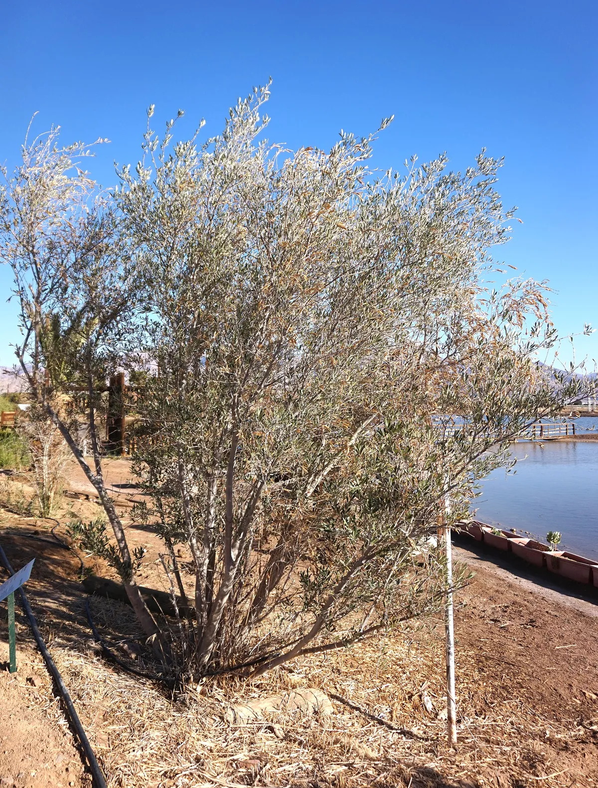 Birding center in Eilat