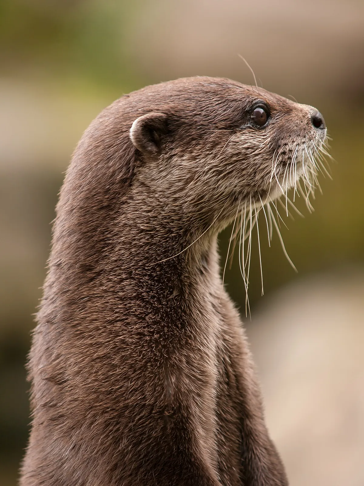 Battersea Park Children's Zoo
