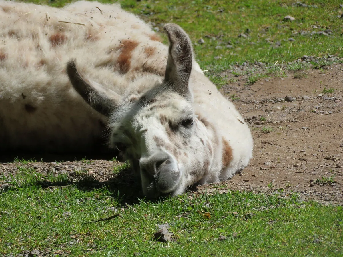Schwarzwaldzoo Waldkirch