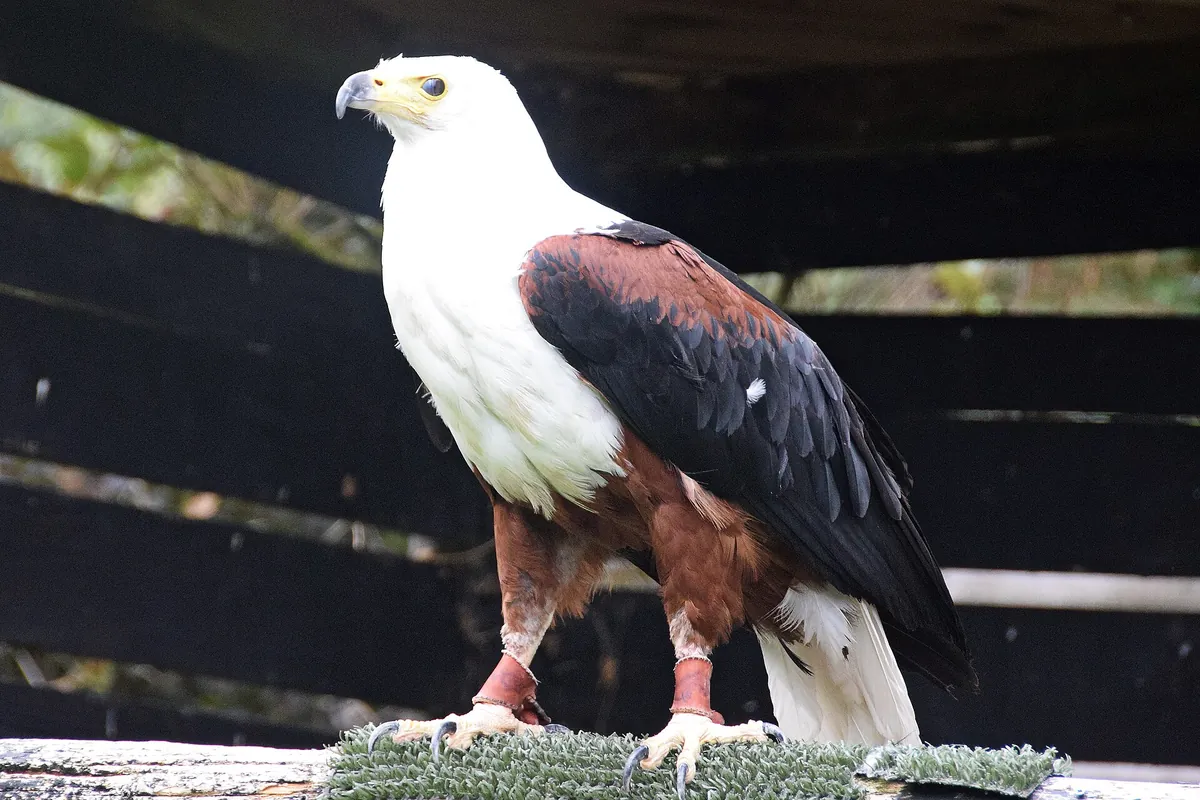 Gauntlet Bird of Prey - Eagle and Vulture Park