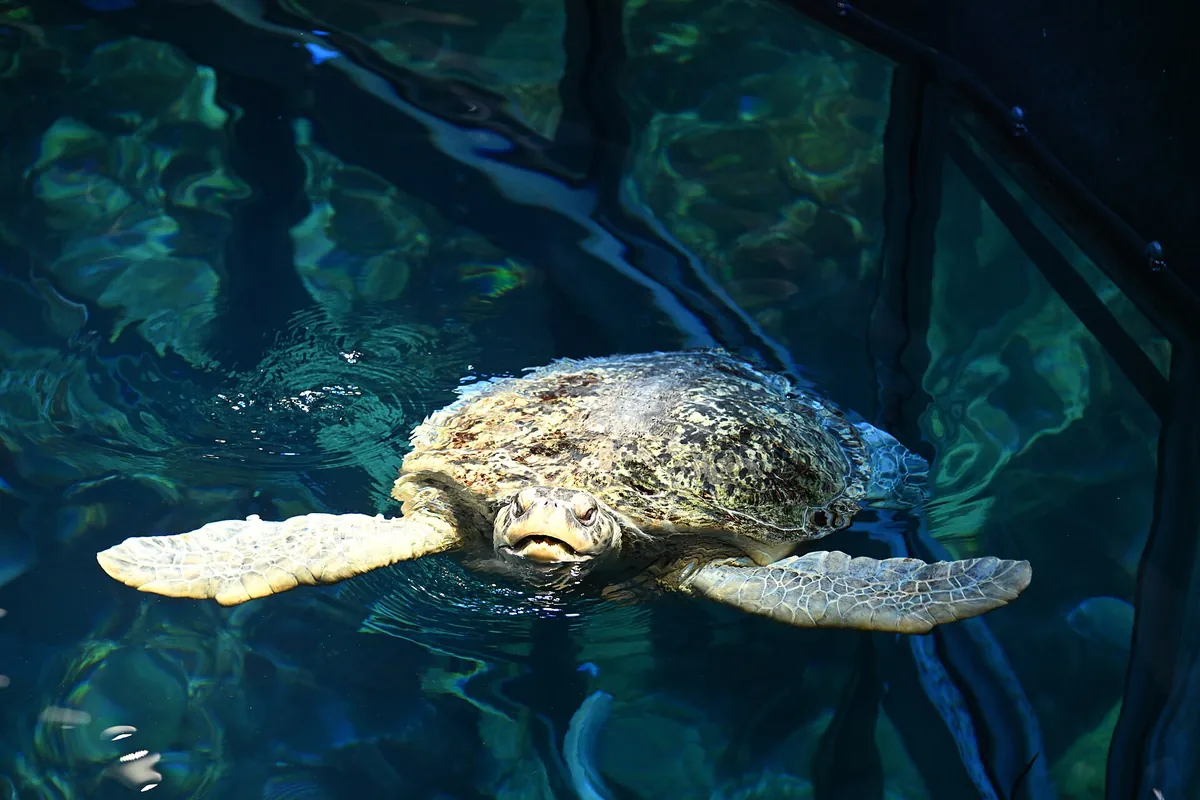 New England Aquarium