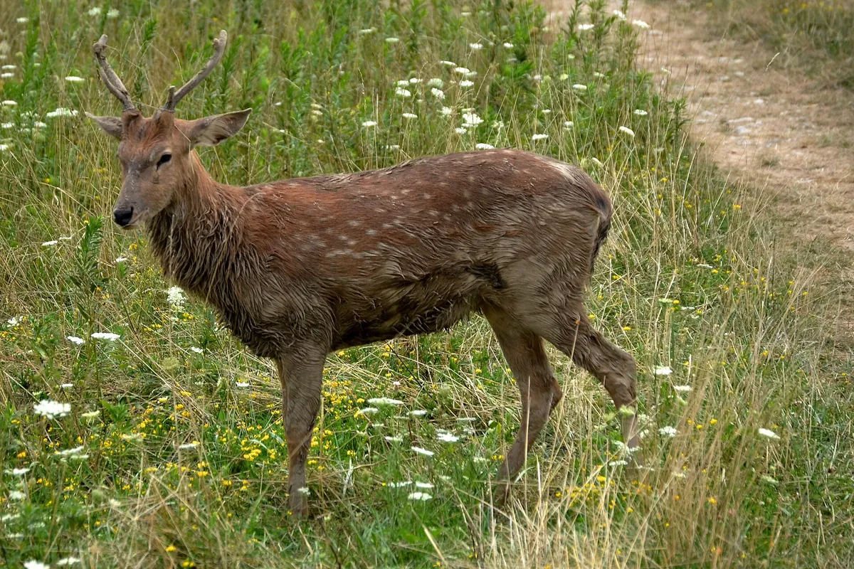 The Wilds