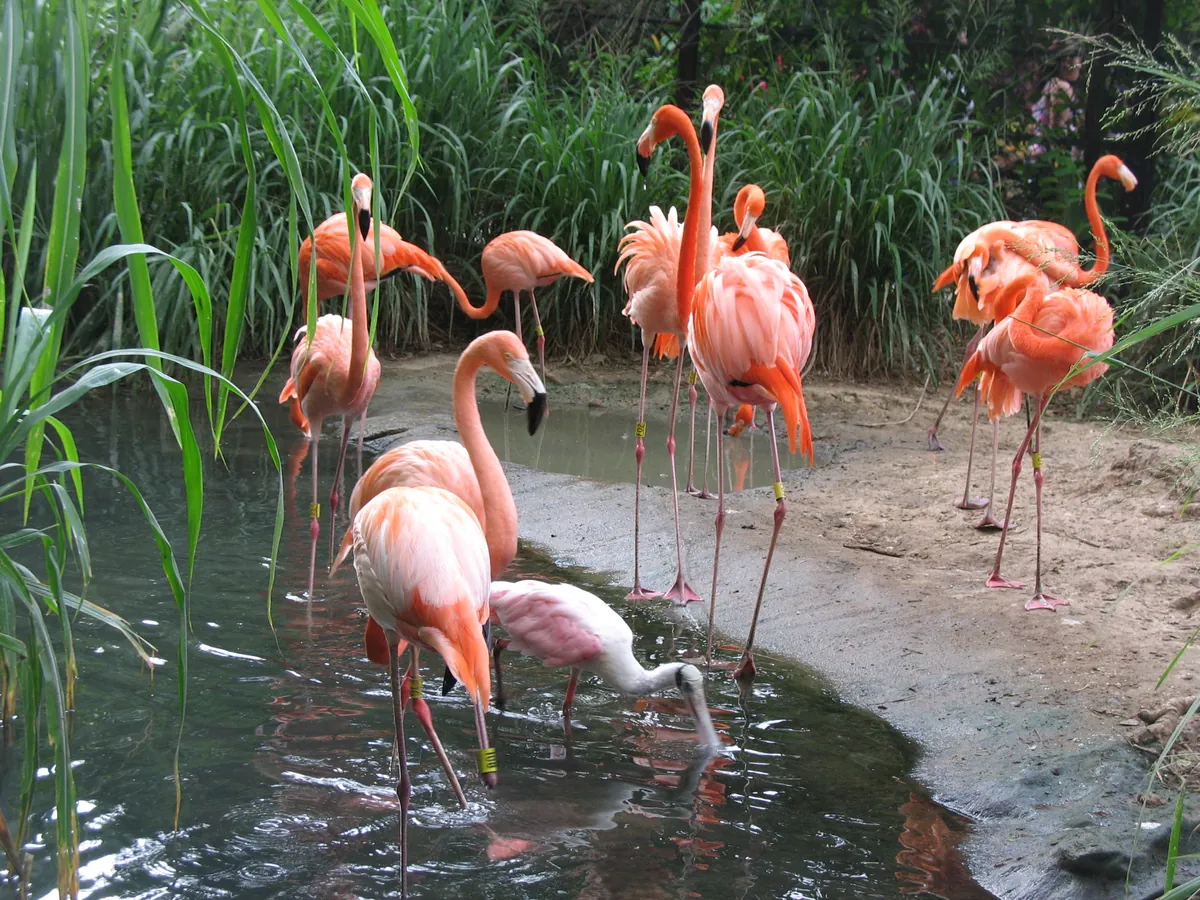 Fundación Zoológico de Barranquilla