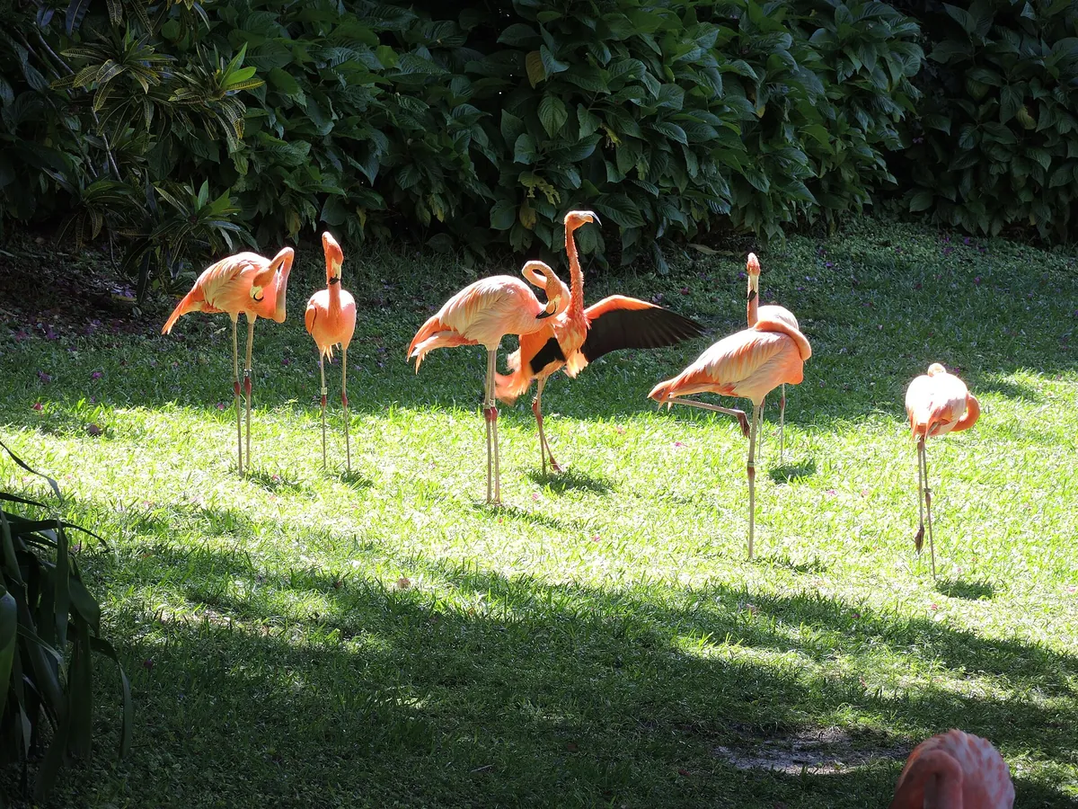 Jungle Island