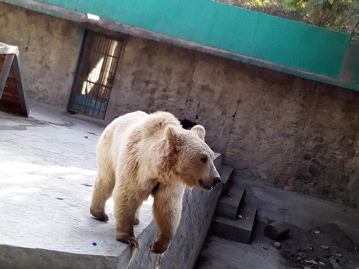 Kabul Zoo